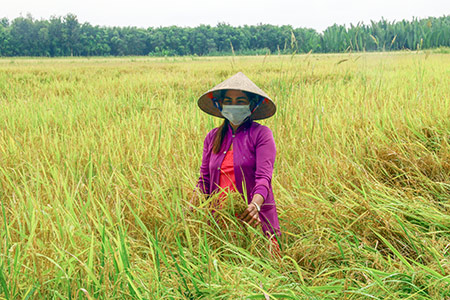 Thiếu máy thu hoạch: Lúa Hè thu chín rục ngoài đồng