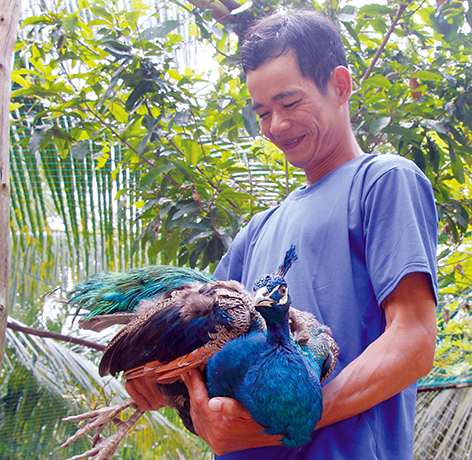 Kỹ thuật nuôi Chim Công sinh sản – Chim Cảnh Việt