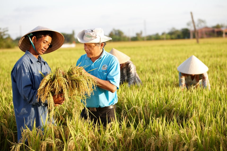 Bayer ra mắt giải pháp xử lý hạt giống mới giúp nhà nông tăng năng suất lúa